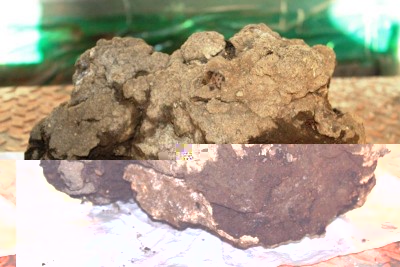 tartufo.jpg (64.36 KiB) Osservato 1105 volte tartufo.jpg