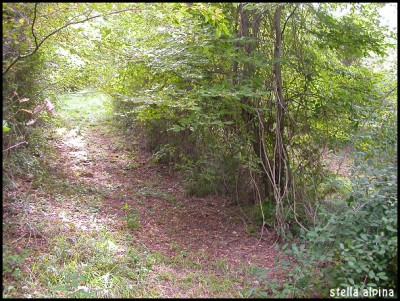 cava-scorzone.jpg (261.49 KiB) Osservato 4277 volte cava-scorzone.jpg