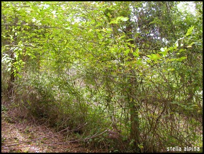 DSCN1621rit.jpg (293.51 KiB) Osservato 4277 volte DSCN1621rit.jpg