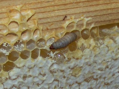 Tarma che esce dal buco / Tarma_800x600_01.jpg Tarma_800x600_01.jpg