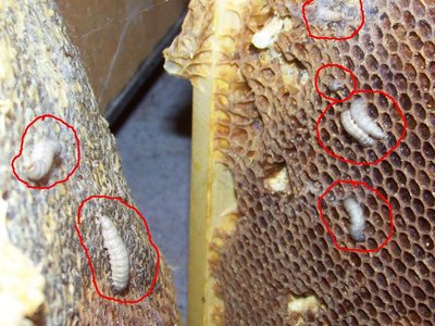 Ecco le maledette tarme!!!! / Tarma_800x600_02b.jpg Tarma_800x600_02b.jpg