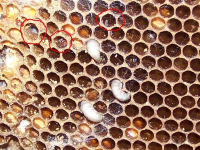 Altro gruppo di tarme / Tarma_800x600_03.jpg Tarma_800x600_03.jpg