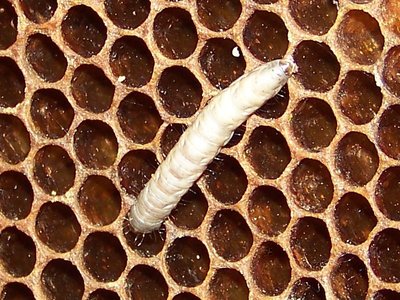 La tarma in tutta la sua lunghezza!!!! / Tarma_800x600_04.jpg Tarma_800x600_04.jpg