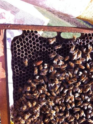 380985_2727869249380_1636662847_2405764_2025305204_n.jpg (141.88 KiB) Osservato 1328 volte 380985_2727869249380_1636662847_2405764_2025305204_n.jpg