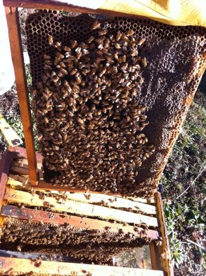 395167_2727972211954_1636662847_2405971_1080440730_n.jpg (175.26 KiB) Osservato 1328 volte 395167_2727972211954_1636662847_2405971_1080440730_n.jpg