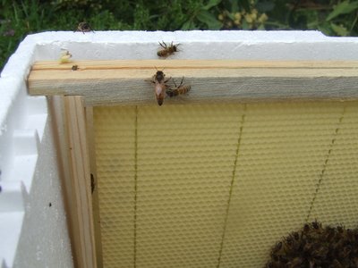 DSCF9181.JPG (338.9 KiB) Osservato 1296 volte DSCF9181.JPG