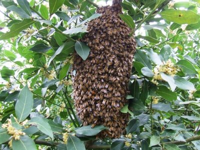 DSCF9174.JPG (386.08 KiB) Osservato 1296 volte DSCF9174.JPG