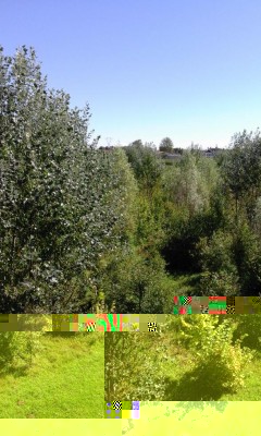 Bosco.jpg (146.62 KiB) Osservato 1017 volte Bosco.jpg