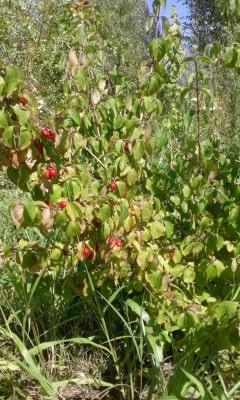 Corniolo.jpg (179.52 KiB) Osservato 919 volte Corniolo.jpg