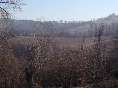 Foto vendita azienda agricola biologica / IMG_1154.JPG IMG_1154.JPG