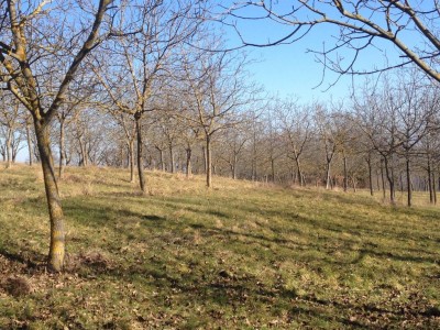 Foto vendita azienda agricola biologica / IMG_1156.JPG IMG_1156.JPG