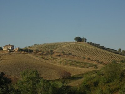 Casolare, vigneto e frutteto. / foto 4.jpg foto 4.jpg