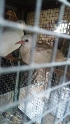 20160824_195007.jpg (69.8 KiB) Osservato 12034 volte 20160824_195007.jpg