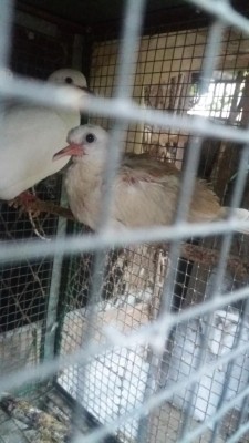 20160824_195009.jpg (69.47 KiB) Osservato 12034 volte 20160824_195009.jpg