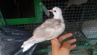 20160824_195043.jpg (62.46 KiB) Osservato 12034 volte 20160824_195043.jpg