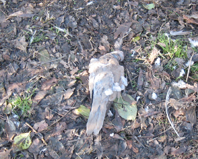 IMG 2.jpg IMG 2.jpg