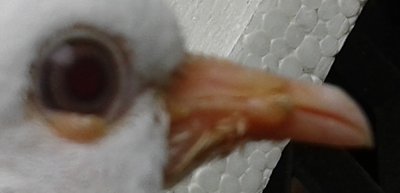 Immagine2.jpg (39.62 KiB) Osservato 4048 volte Immagine2.jpg