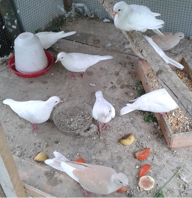 Immagine4.jpg (133.16 KiB) Osservato 4048 volte Immagine4.jpg