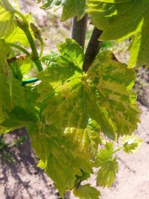 11148996_10206658077678664_885098979_n.jpg (59.23 KiB) Osservato 471 volte 11148996_10206658077678664_885098979_n.jpg