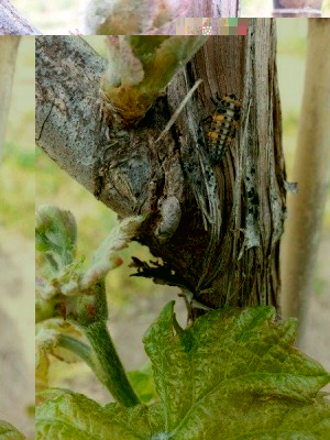 11156788_10206740114649537_572457614_n.jpg (62.96 KiB) Osservato 450 volte 11156788_10206740114649537_572457614_n.jpg