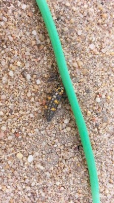 11186244_10206740117329604_1573318726_n.jpg (71.83 KiB) Osservato 450 volte 11186244_10206740117329604_1573318726_n.jpg