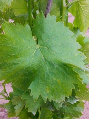 11118523_10206770628732370_249839874_n.jpg (55.62 KiB) Osservato 414 volte 11118523_10206770628732370_249839874_n.jpg