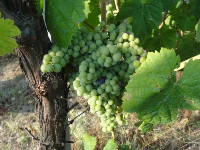 Tipici grappoli di Cagnulari, ancora verdi / DSC04184.JPG DSC04184.JPG