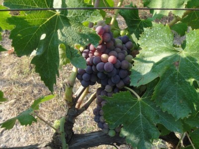 Grappolo di Monica alla fine della invaiatura. La foglia vecchia per protezione dal sole di Mezzogiorno / Monica.jpg Monica.jpg