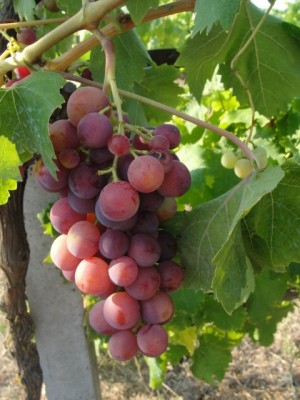 Cardinal quasi maturo / Cardinal.jpg Cardinal.jpg