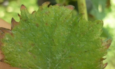 P1050533.JPG (140.73 KiB) Osservato 634 volte P1050533.JPG