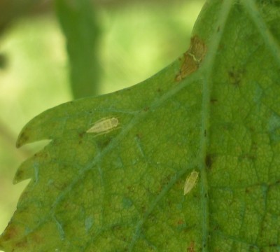 P1050538.JPG (160.14 KiB) Osservato 634 volte P1050538.JPG