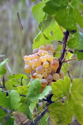 uva4.jpg (200.48 KiB) Osservato 566 volte uva4.jpg