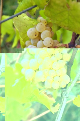 uva5.jpg (180 KiB) Osservato 566 volte uva5.jpg