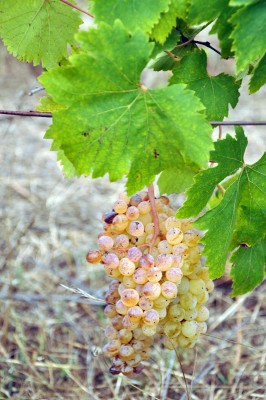 uva11.jpg (233.19 KiB) Osservato 565 volte uva11.jpg