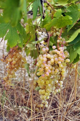 uva12.jpg (265.35 KiB) Osservato 565 volte uva12.jpg