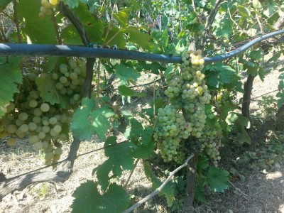 20150911_143847_resized.jpg (260.98 KiB) Osservato 637 volte 20150911_143847_resized.jpg