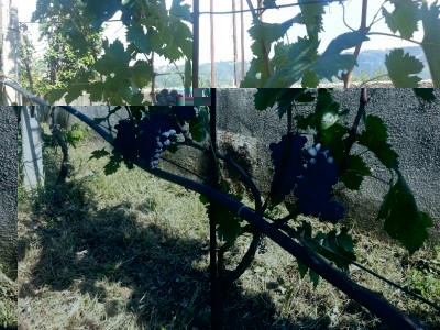 20150911_143906_resized.jpg (284.21 KiB) Osservato 637 volte 20150911_143906_resized.jpg