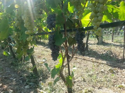 20150911_143921_resized.jpg (268.71 KiB) Osservato 637 volte 20150911_143921_resized.jpg