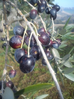 DSC_0274.jpg (173.57 KiB) Osservato 1897 volte DSC_0274.jpg