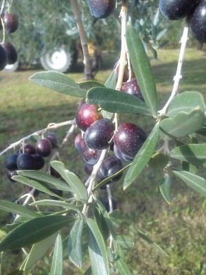 DSC_0275.jpg (199.41 KiB) Osservato 1897 volte DSC_0275.jpg