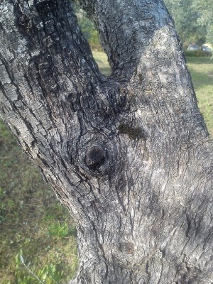 DSC_0276.jpg (342.36 KiB) Osservato 1897 volte DSC_0276.jpg