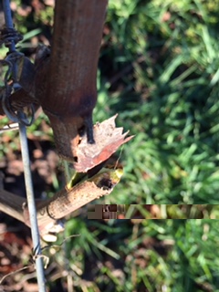 FullSizeRender.jpg FullSizeRender.jpg