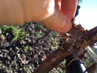 IMG_0707.JPG IMG_0707.JPG