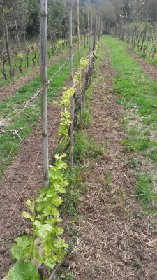 la vigna x il forum.jpg (252.28 KiB) Osservato 632 volte la vigna x il forum.jpg