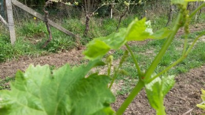 particolare x il forum.jpg (202.62 KiB) Osservato 632 volte particolare x il forum.jpg