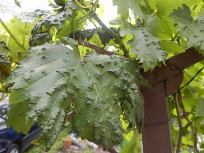 parte superiore / DSCN0603.JPG DSCN0603.JPG