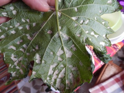 superficie inferiore / DSCN0604.JPG DSCN0604.JPG