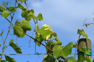 Vite.jpg (85.65 KiB) Osservato 632 volte Vite.jpg