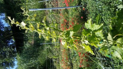 Montepulciano d'abbruzzo / 20160607_093521.jpg 20160607_093521.jpg