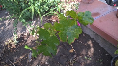 WP_20160723_17_44_58_Pro_LI.jpg (103.03 KiB) Osservato 652 volte WP_20160723_17_44_58_Pro_LI.jpg